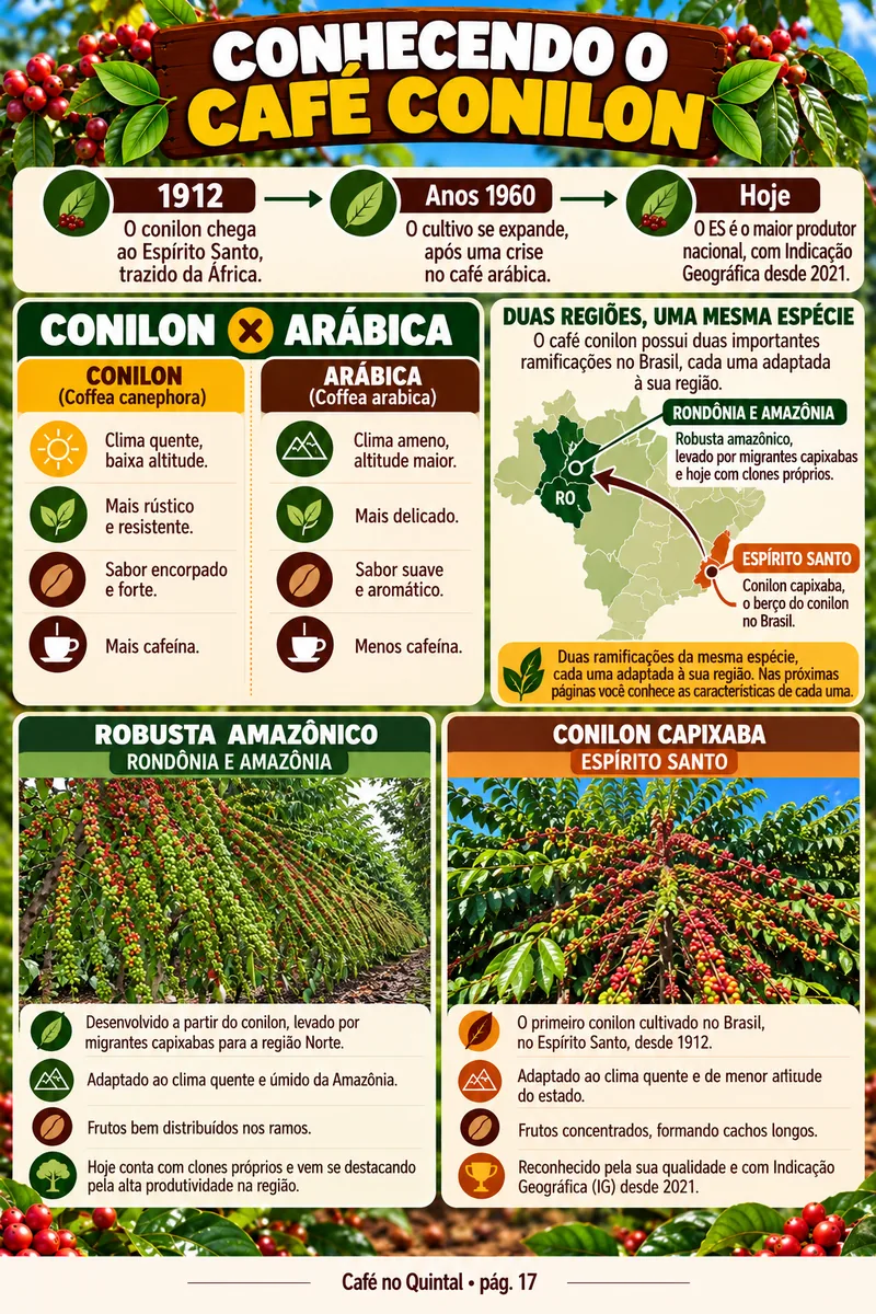 Página Café de sub-bosque: o quintal agroflorestal do e-book Café no Quintal